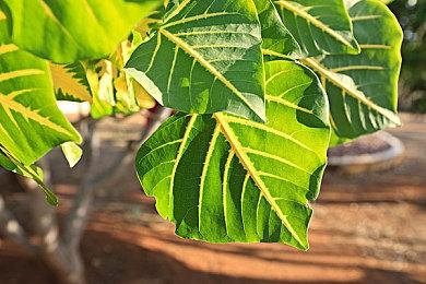 《死亡搁浅导剪版》正式登陆PC 新增情节和任务